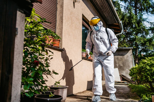 Best Rat Extermination Near Me  in St John, MO