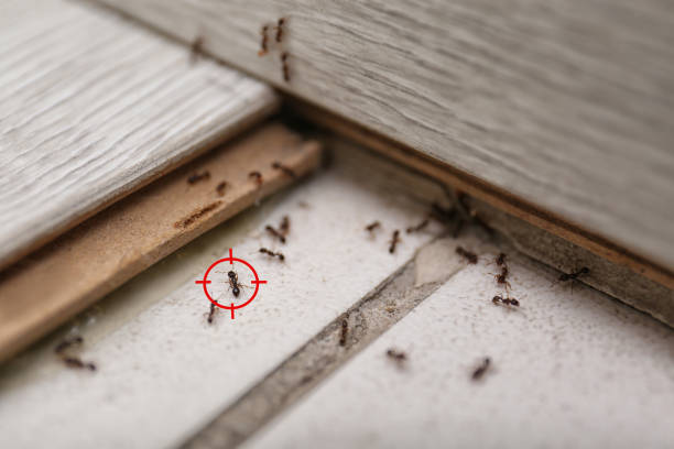 Best Mosquito Control Services  in St John, MO