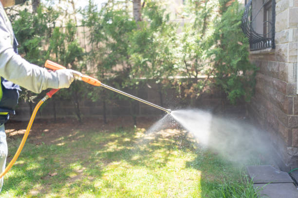 Best Wasp Removal Services  in St John, MO