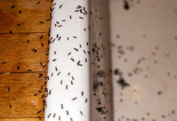  St John, MO Pest Control Pros